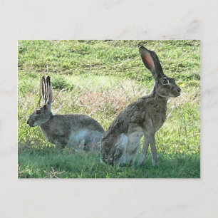 RHC Postcard
