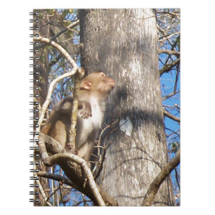 rhesus macaque monkey looking up notebook
