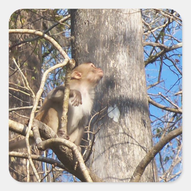 rhesus macaque monkey looking up square sticker (Front)