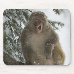 Rhesus Macaque monkey (Macaca mulatta) sitting Mouse Pad
