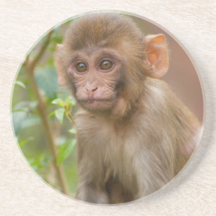 Rhesus Monkey Baby, Monkey Temple, Jaipur Coaster