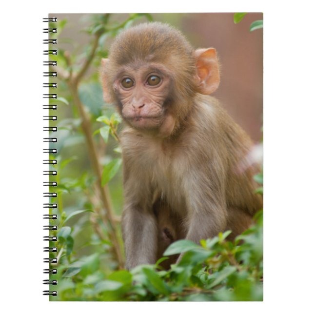 Rhesus Monkey Baby, Monkey Temple, Jaipur Notebook (Front)