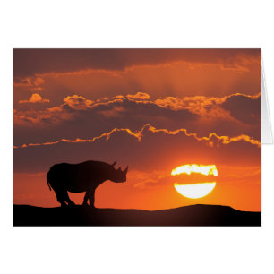 Rhino at sunset, Masai Mara, Kenya