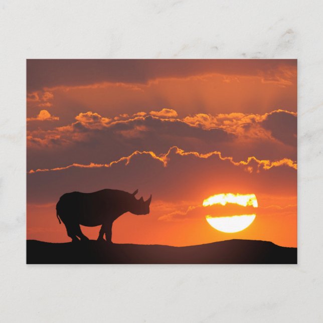 Rhino at sunset, Masai Mara, Kenya Postcard (Front)