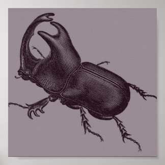 Rhino Beetle, Scarabeus Chorinaeus Poster