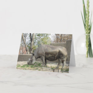 Rhino Birthday Card