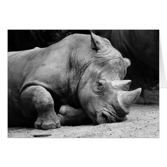 Rhino Black and White (Front Horizontal)