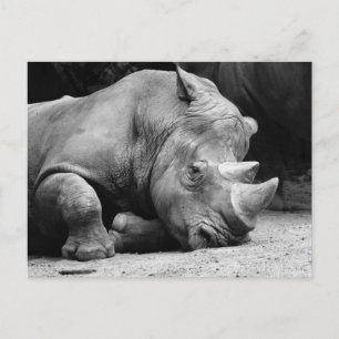 Rhino Black and White Postcard