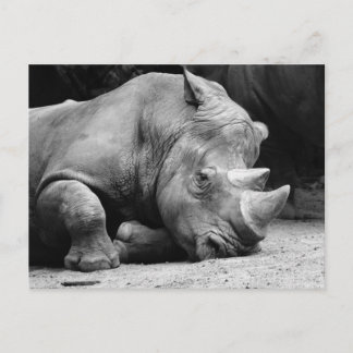 Rhino Black and White Postcard