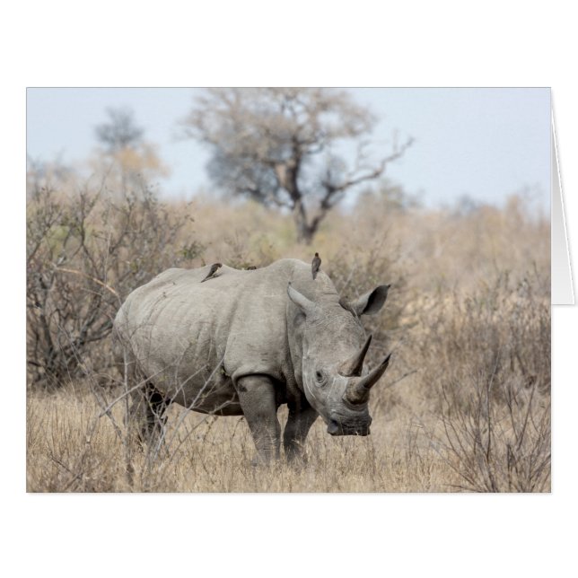 Rhino blanc (Devant horizontal)