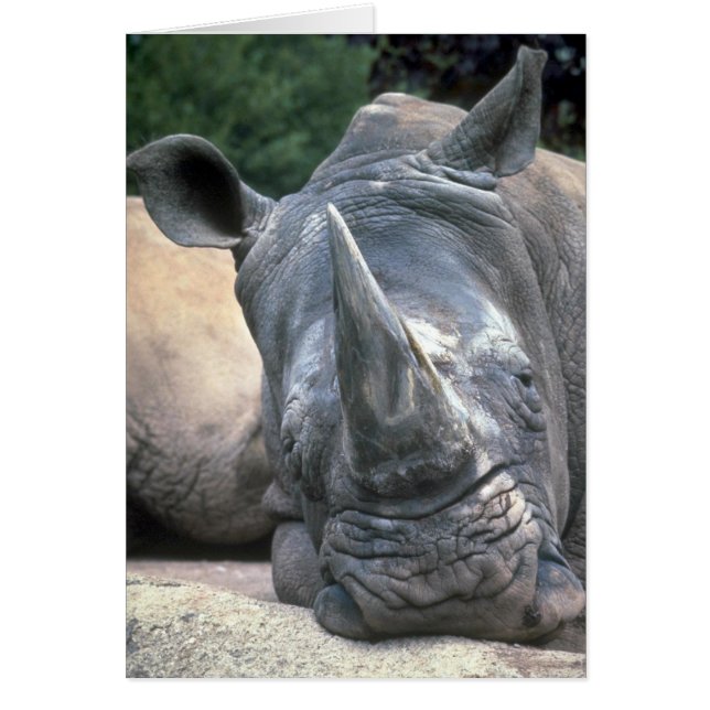 Rhino blanc (Devant)
