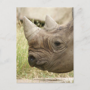 rhino close up postcard