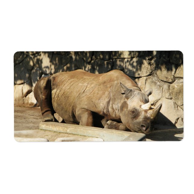Rhino couché (Devant)