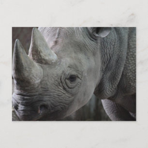 Rhino Facts Postcard