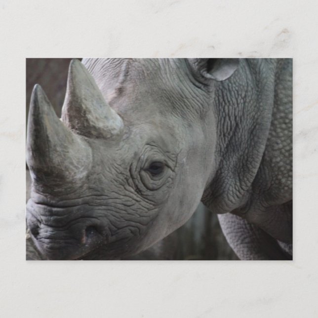 Rhino Facts Postcard (Front)