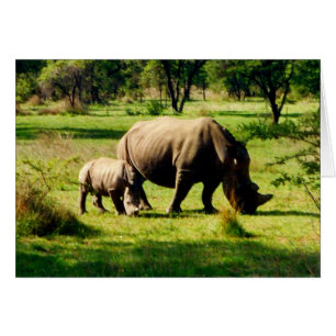 rhino family