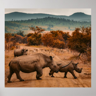 Rhino Family, Pilanesberg Reserve, South Africa Poster