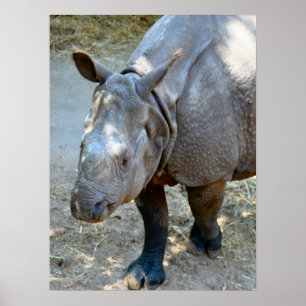 Rhino Photo Poster