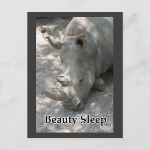 Rhino photograph with "Beauty Sleep" text Postcard