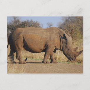 Rhino Postcard