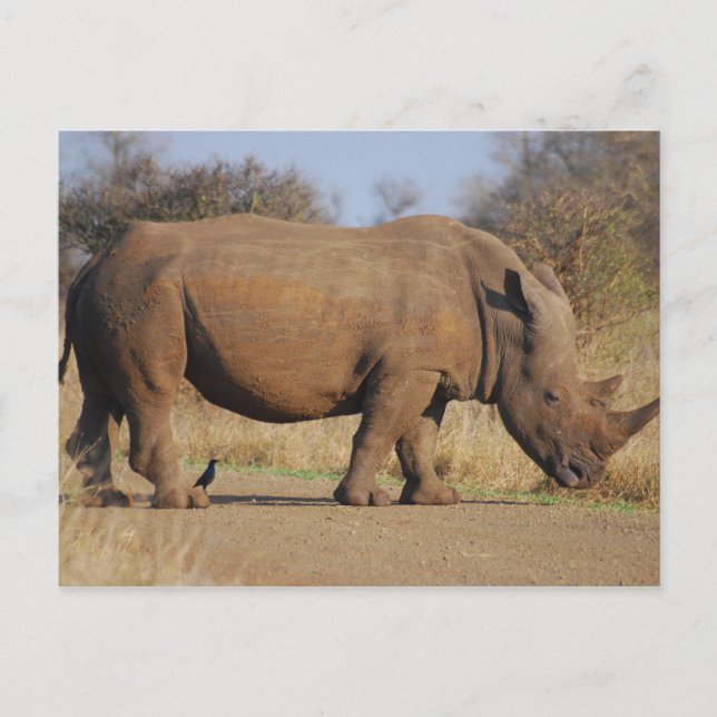 Rhino Postcard (Front)