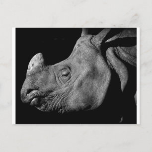 Rhino Postcard