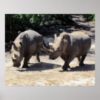 Rhino Poster