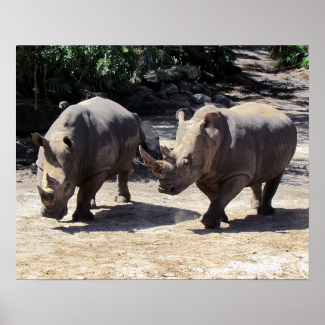 Rhino Poster (Front)