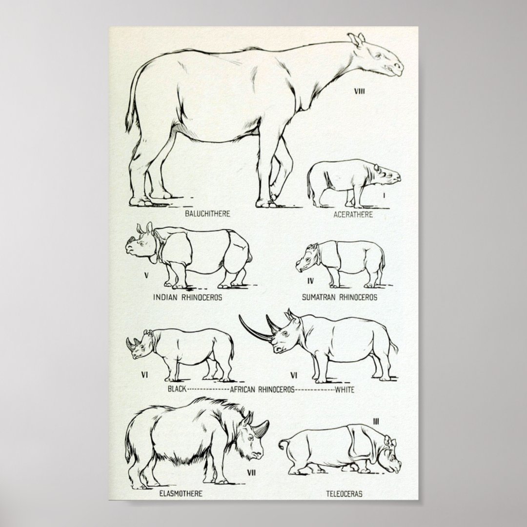 Rhino Size Comparison Poster | Zazzle