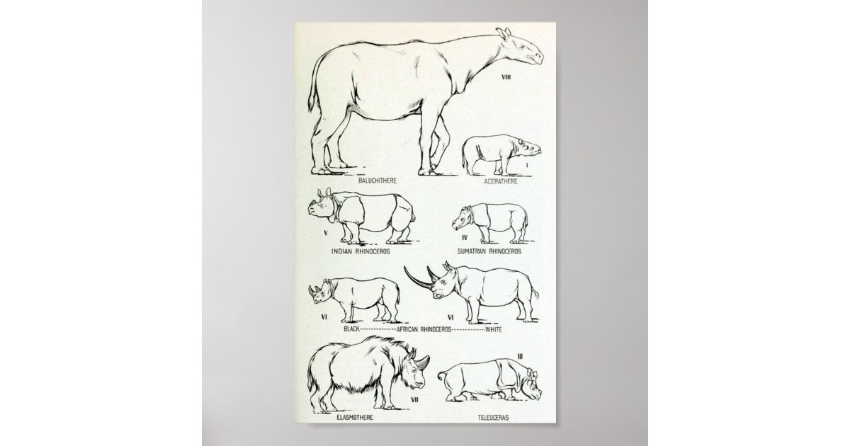 Rhino Size Comparison Poster | Zazzle