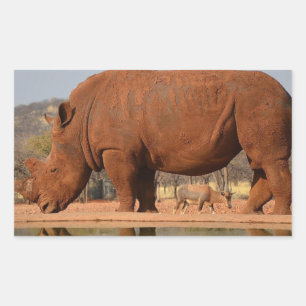 Rhino with mud on skin sticker