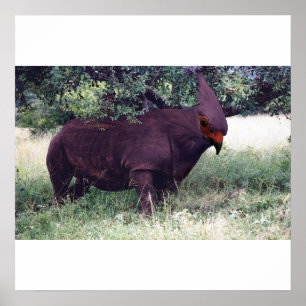 Rhinobird poster