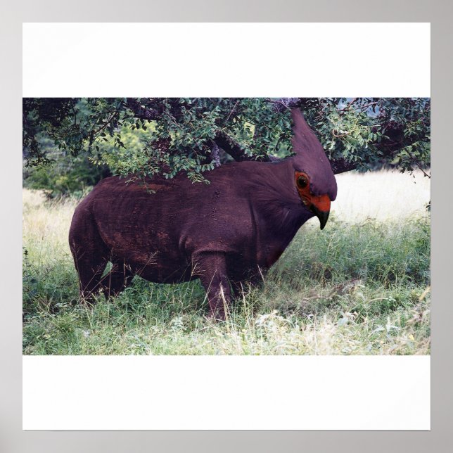 Rhinobird poster (Front)