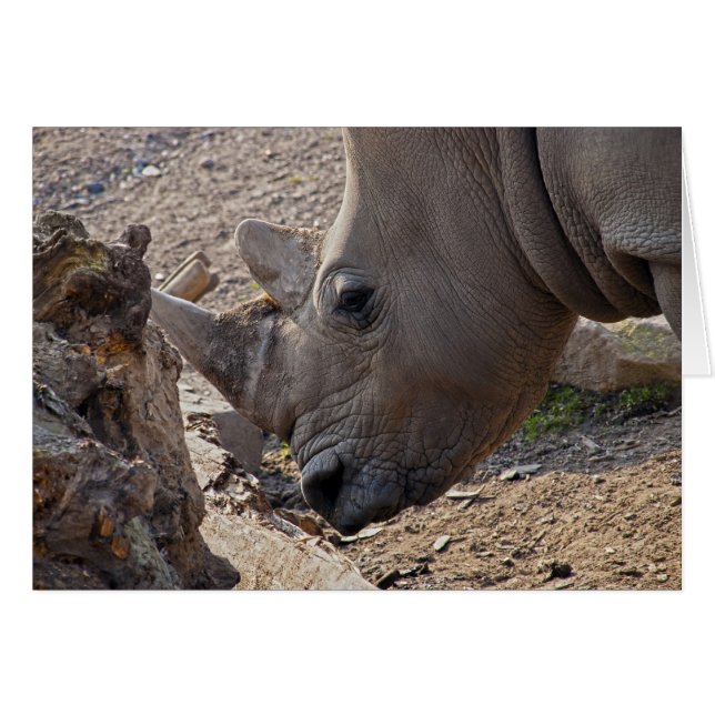 Rhinoceros (Devant horizontal)