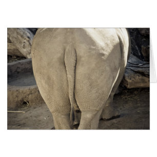 Rhinocéros