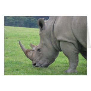 Rhinocéros