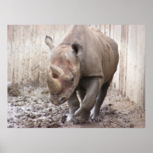 Rhinocéros 1 affiche