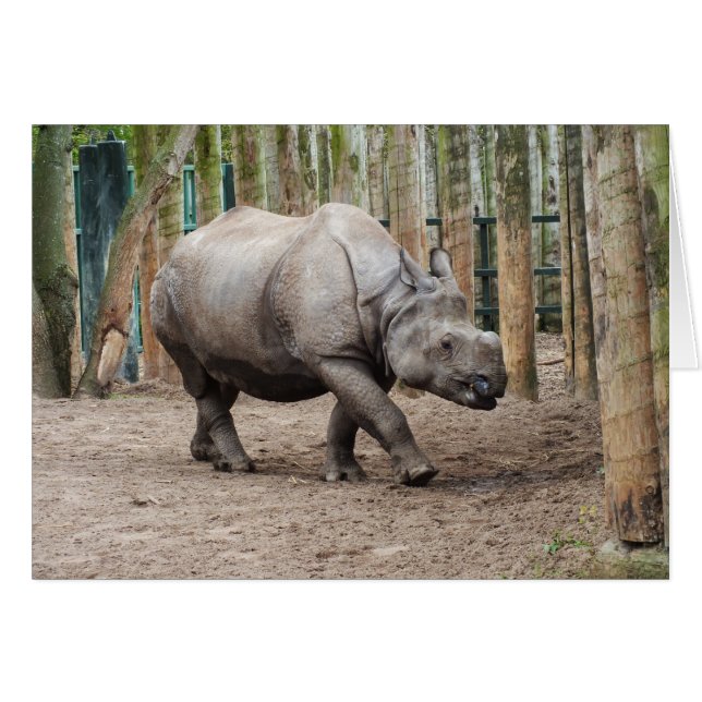 rhinocéros à une corne (Devant horizontal)