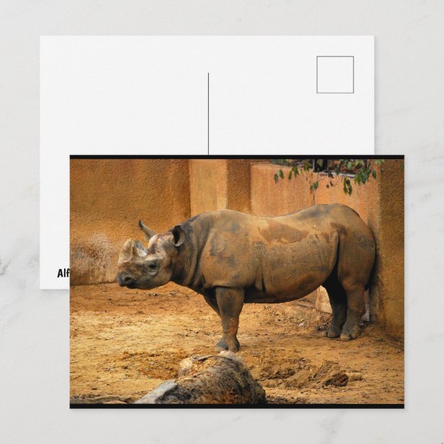 Rhinoceros Back Against the Wall Postcard (Front/Back)