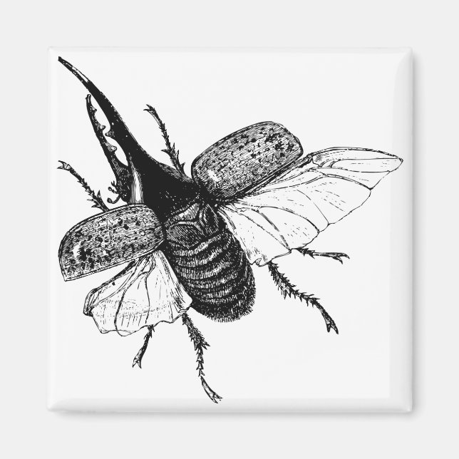 Rhinoceros Beetle Vintage Wood Engraving Magnet (Front)