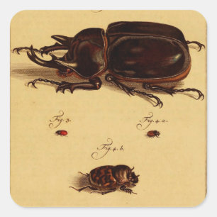 Rhinoceros Beetles Square Sticker