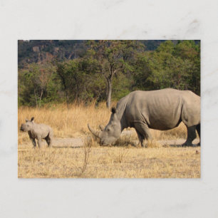 Rhinoceros Family Postcard