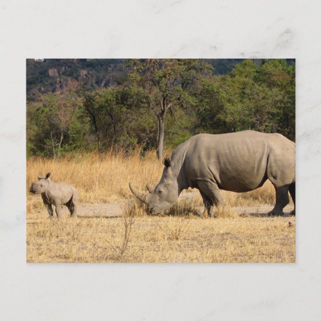 Rhinoceros Family Postcard (Front)