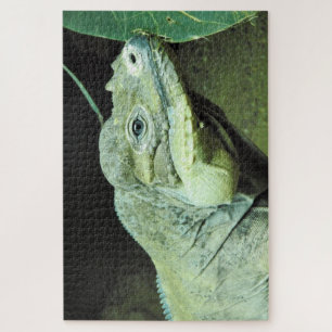 Rhinoceros Iguana Jigsaw Puzzle