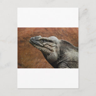 Rhinoceros Iguana Postcard