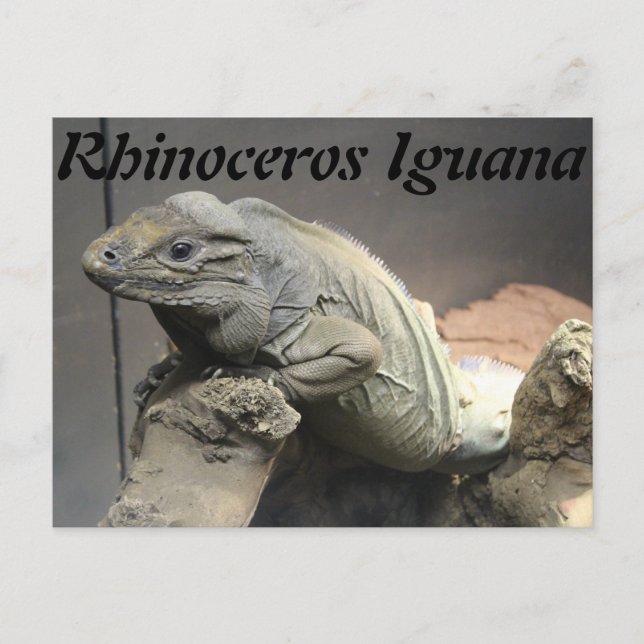 Rhinoceros Iguana Postcard (Front)