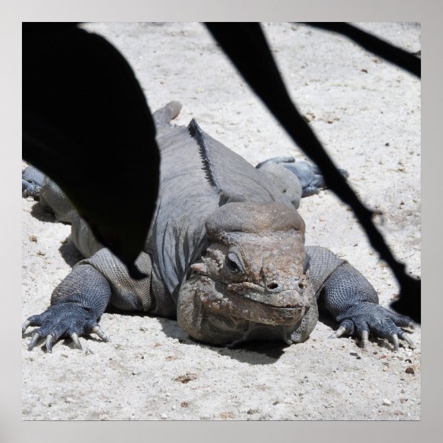 Rhinoceros Iguana Poster (Front)