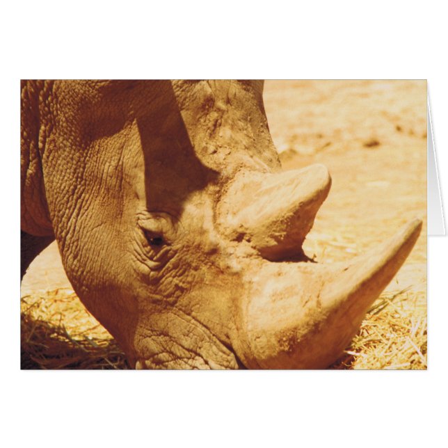 Rhinoceros Love (Front Horizontal)