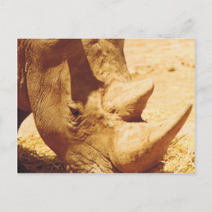 Rhinoceros Love Postcard