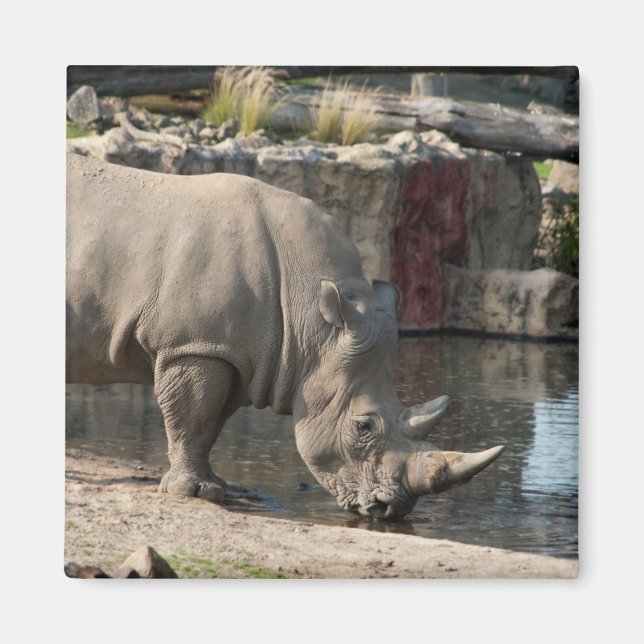Rhinoceros Magnet (Front)